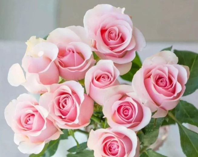 12种不同颜色的玫瑰花（不同颜色玫瑰花的寓意和花语）