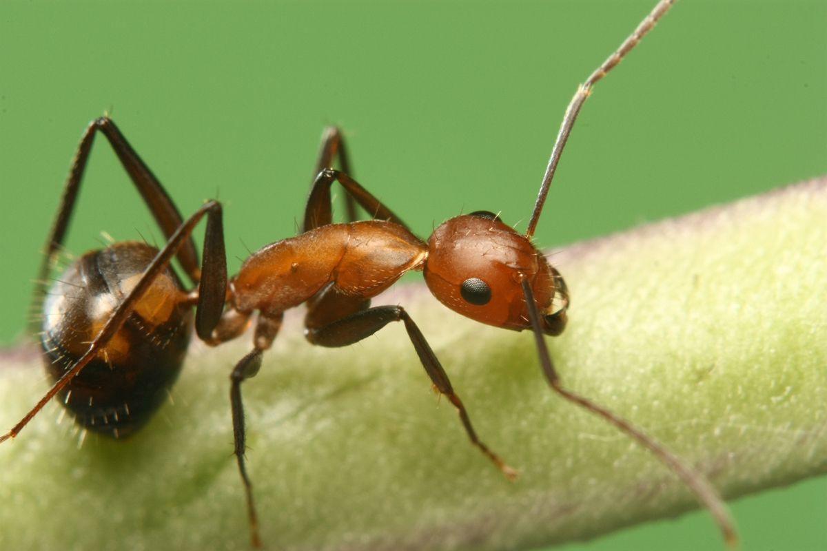 如何消灭蚂蚁最有效的方法（家里的小蚂蚁怎样能彻底清除）