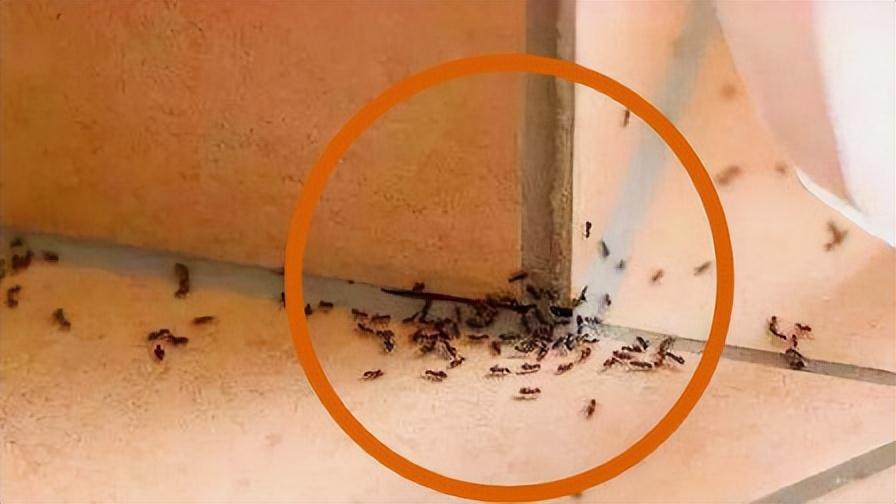 屋内出现很多带翅膀的蚂蚁怎么消灭（室内有带翅膀的小蚂蚁怎么回事）