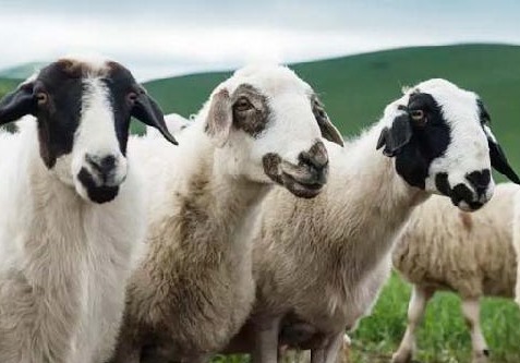 中国十大名羊品种（中国十大名羊品种排行榜）