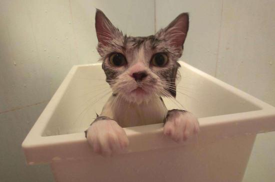小猫多久可以洗澡（一般两个月大后可以洗澡）