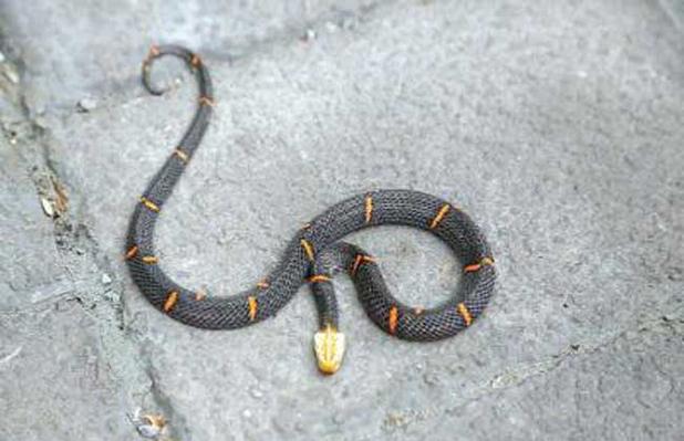 中国最毒的蛇是什么蛇（揭示中国境内最具毒性的蛇种和其特征）