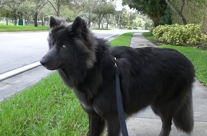 纯种蓝湾牧羊犬多少钱一只（美国蓝湾牧羊幼犬价格）