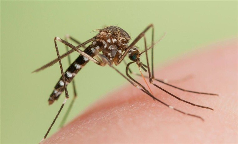 为什么蚊子不灭绝（蚊子最怕的3个克星）