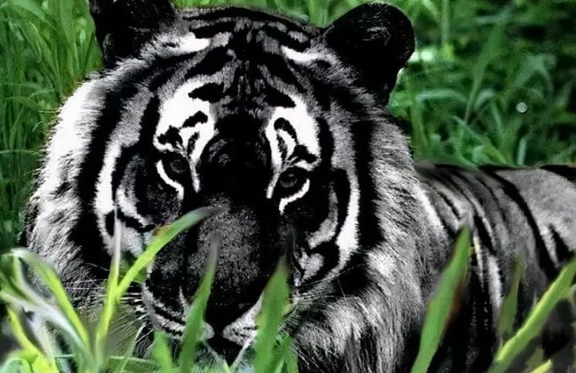 世界上有黑虎吗（世界上唯一一只黑虎）
