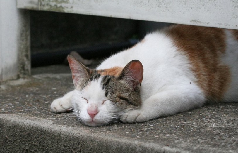 流浪猫渴望被收养的表现（流浪猫缠着你预示着什么）