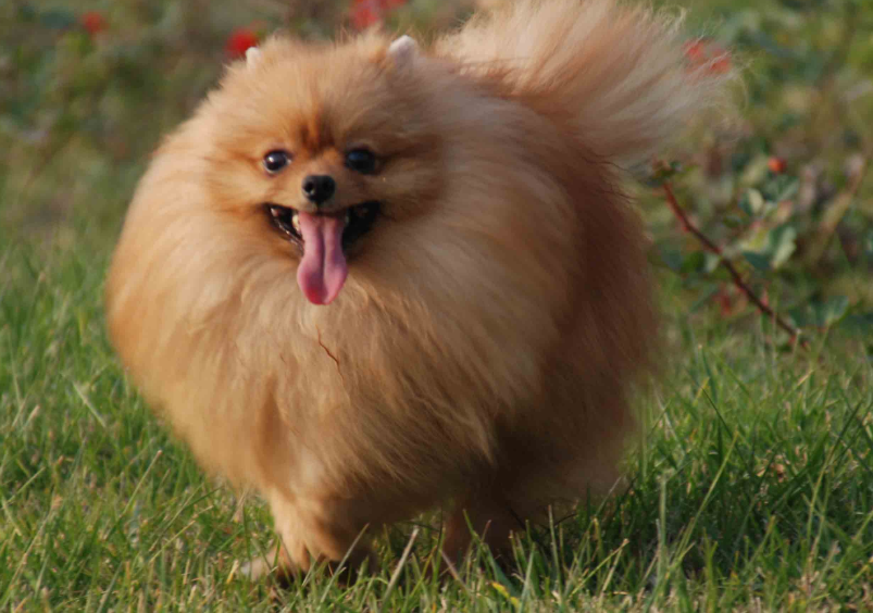 十大适合家养的小型犬排行榜（十大适合家养的小型犬排行榜可爱）