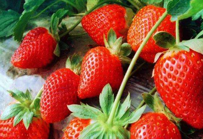 哪种草莓品种最好吃（哪个品种草莓最好吃最甜）
