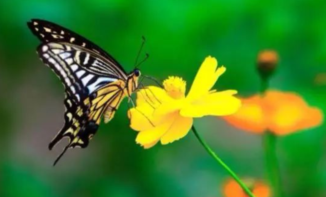 蝴蝶分类及其生态意义（简述它们在自然中扮演的角色）