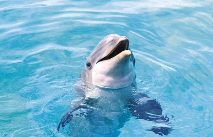 水中哺乳动物都有哪些（介绍海豚、海狮等水生哺乳动物）
