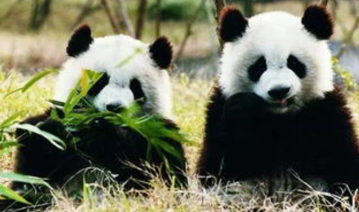大熊猫的保护情况及意义（介绍近年来的保育成果及其重要意义）