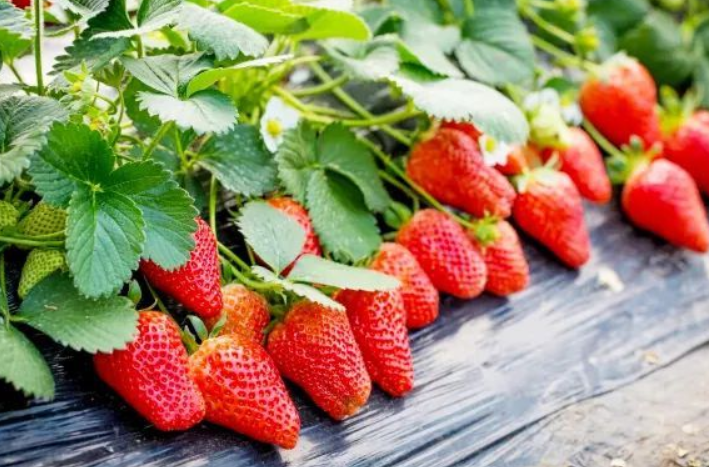 哪个品种的草莓最甜最好吃（全球最好吃的草莓品种一次了解）