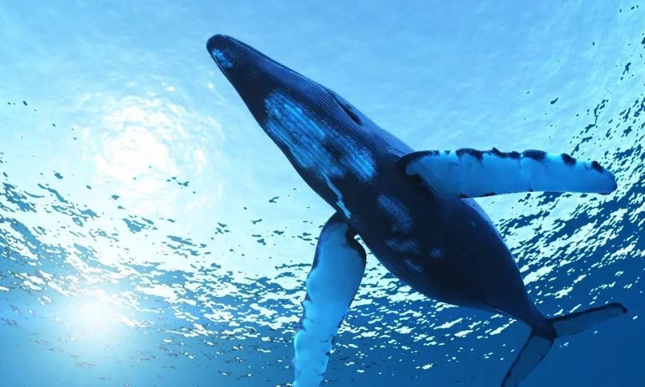 世界最大的鲸鱼种类揭秘（体型、栖息地、食用习惯等多角度了解）