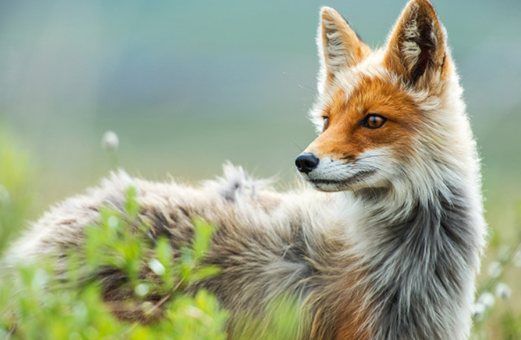 狐狸是保护动物吗（狐狸可以当宠物养合法吗）