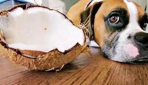 狗狗可以吃椰子肉吗（给宠物添加营养美味，营养保健宠爱之选）