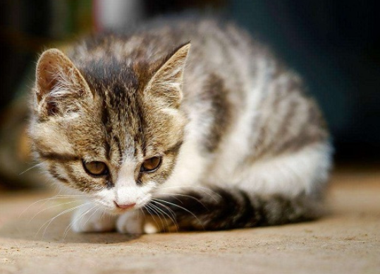 猫咪感冒打喷嚏流鼻涕吃什么药（推荐治疗猫咪感冒的药物及食疗）