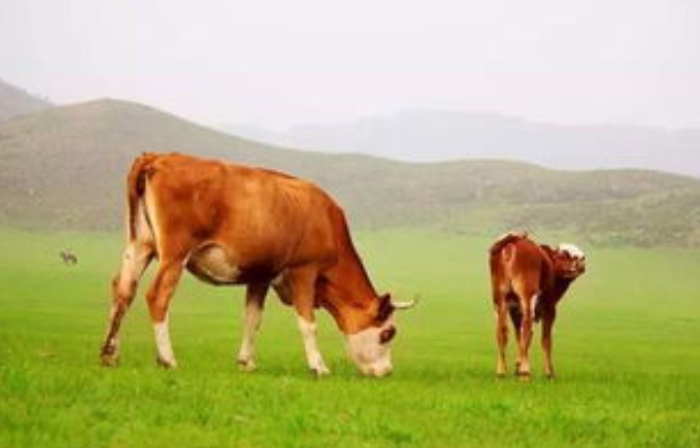 牛怀孕几个月生产小牛（介绍牛的繁殖过程和注意事项）