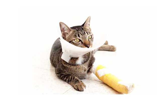 猫受伤后该用什么药消炎（介绍适用于猫咪身体恢复的药品和治疗方法）