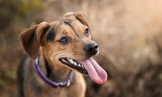 狗一年可以繁殖几次 (明智养犬，正确掌握犬只繁殖期)