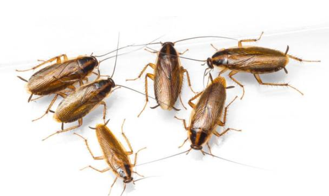 蟑螂繁殖的生命周期与方式（详述蟑螂的繁殖周期和繁殖方式）