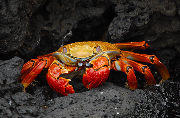 螃蟹算是节肢动物吗（解析螃蟹的分类与特征，是否属于节肢动物）