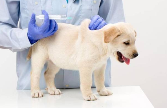 狗狗打疫苗后几天可以洗澡（确定狗狗接种疫苗后的适宜洗澡时间）