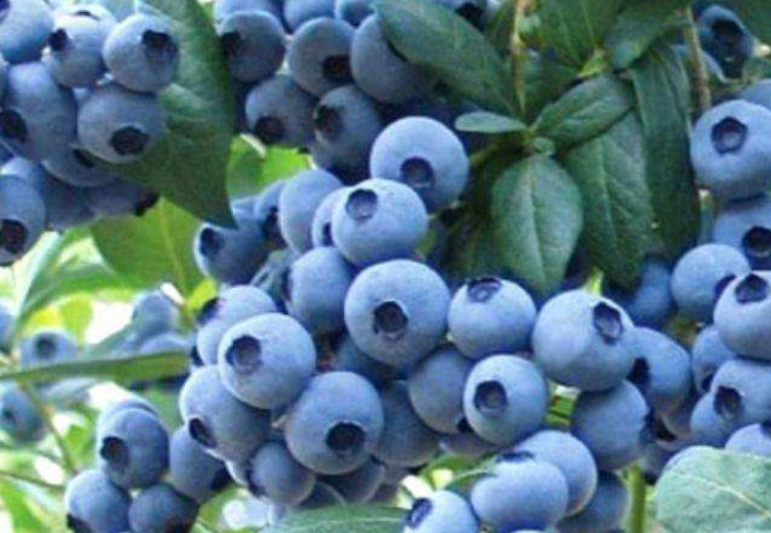 来例假能吃蓝莓吗（了解例假期间是否适宜食用蓝莓）