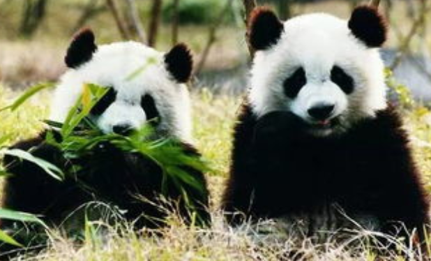 大熊猫的繁殖方式是什么（详解大熊猫如何繁殖后代）