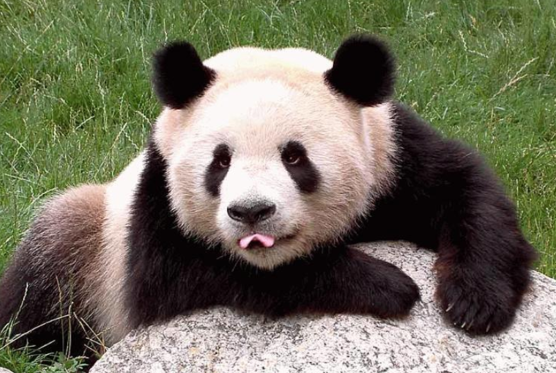 大熊猫生活在哪（讲述大熊猫栖息地及保护工作的成果）