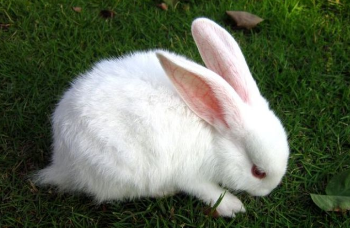 兔子可以吃西红柿吗（介绍兔子是否能食用西红柿）