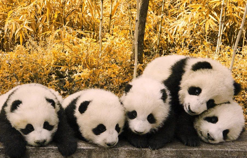熊猫为何是中国的国宝（介绍熊猫的文化象征意义和保护现状）