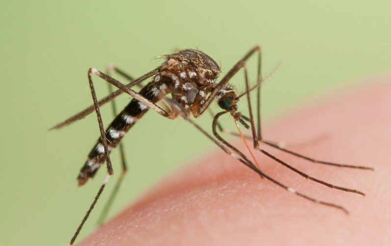 怎么阻止蚊子在耳边飞（科学有效的防止蚊子常伴耳边的安全技巧）