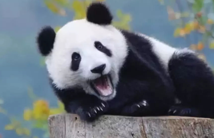 大熊猫是熊科还是猫科（阐述大熊猫科属分类和科学命名的根据）