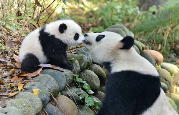 大熊猫分布在我国的什么地区（介绍大熊猫在中国境内的分布情况）