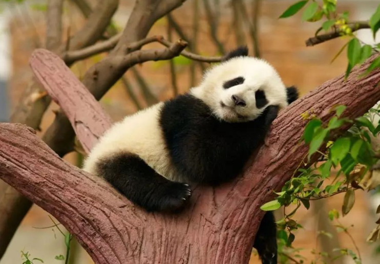 偷大熊猫会被判几年（详细阐述偷窃珍稀动物罪的法律判罚和司法解释）
