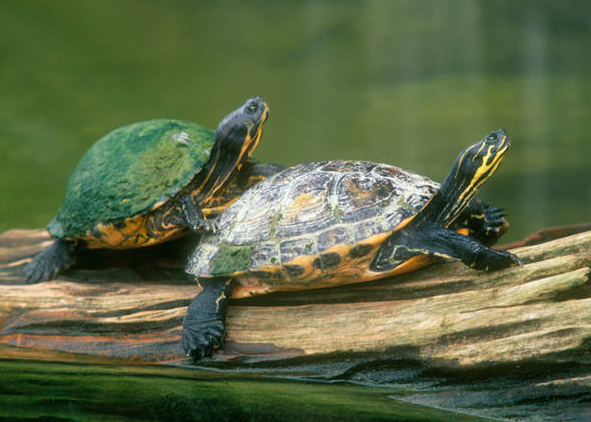 乌龟的祖先是什么（揭开乌龟起源的谜底，探讨乌龟的演化史）