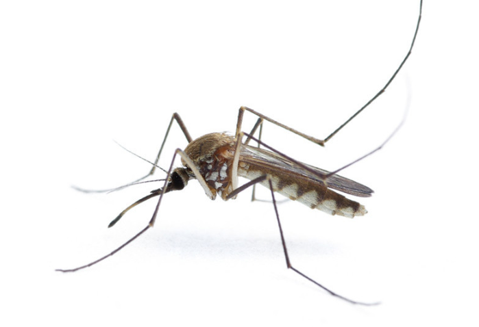 蚊子属于什么类动物（揭晓蚊子的分类与生物特征）