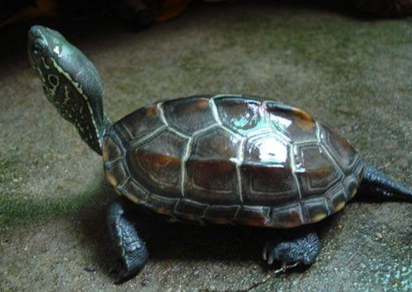 草龟寿命一般多少年（了解草龟的寿命及影响因素，提供养护建议）