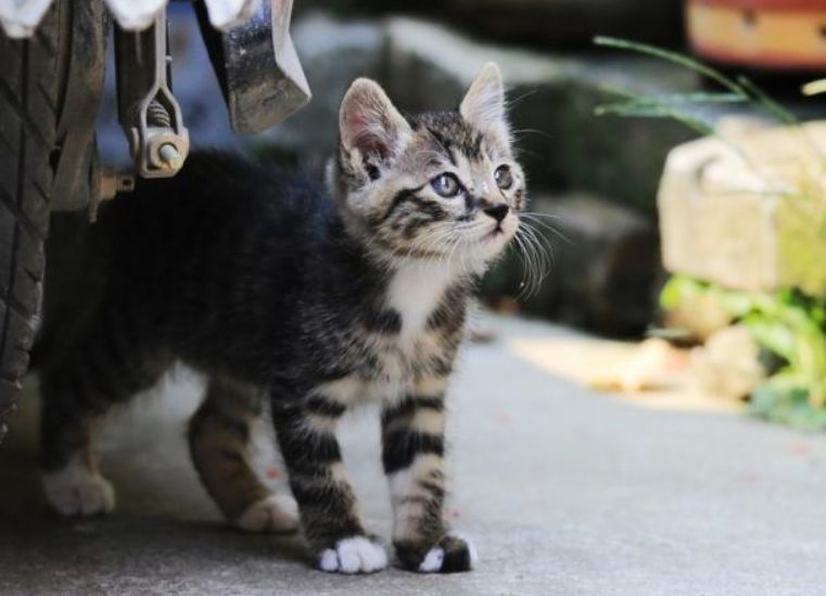 如何验证狸花猫认主（了解狸花猫认主行为特征及验证方法）