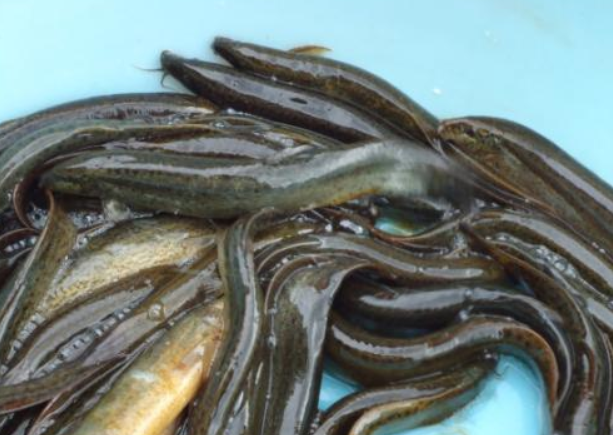 泥鳅与黄鳝的营养对比（深入探究两种水产的营养成分，营养价值评析）