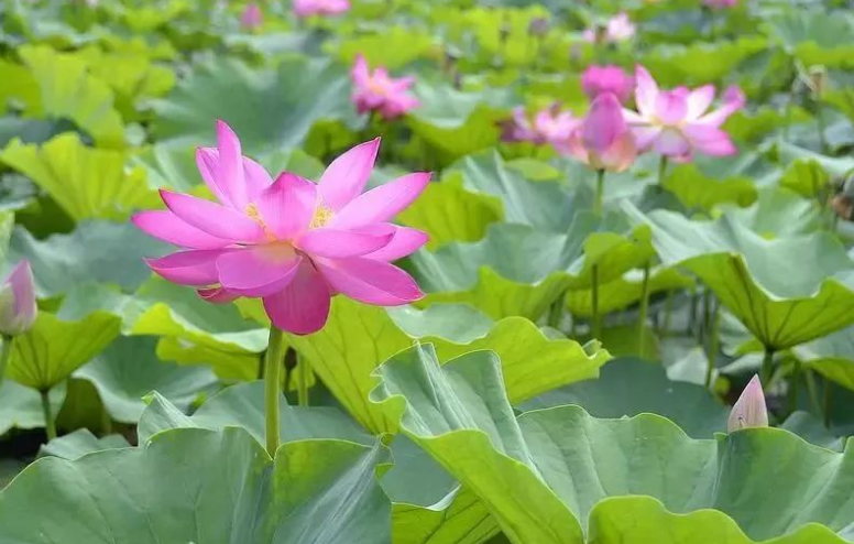 荷花为什么叫芙蓉（探秘荷花的别名起源）