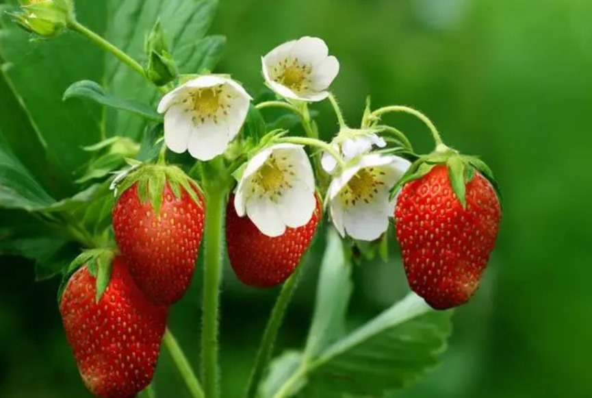 草莓有酒味的原因（分析草莓产生酒味的因素和处理方法）