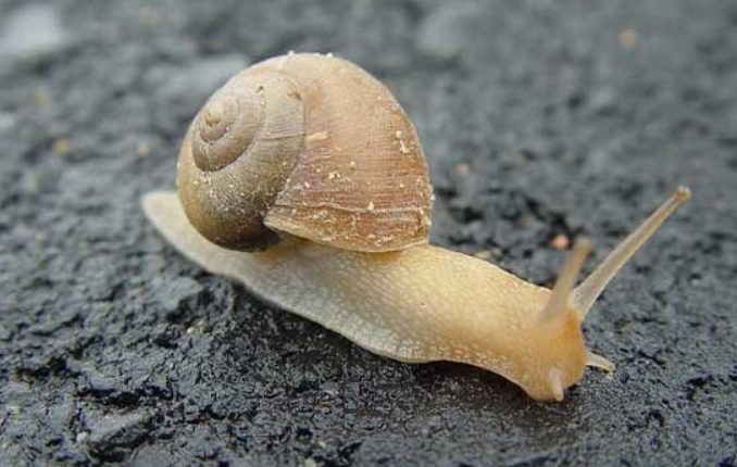 无壳蜗牛名字（了解无壳蜗牛的学名和常用名称）