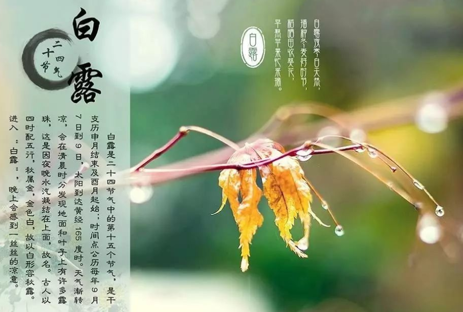 白露节气的含义（详细解释白露节气的传统意义和习俗）