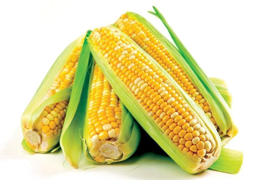 玉米什么时候播种（介绍适宜播种玉米的时间和条件）