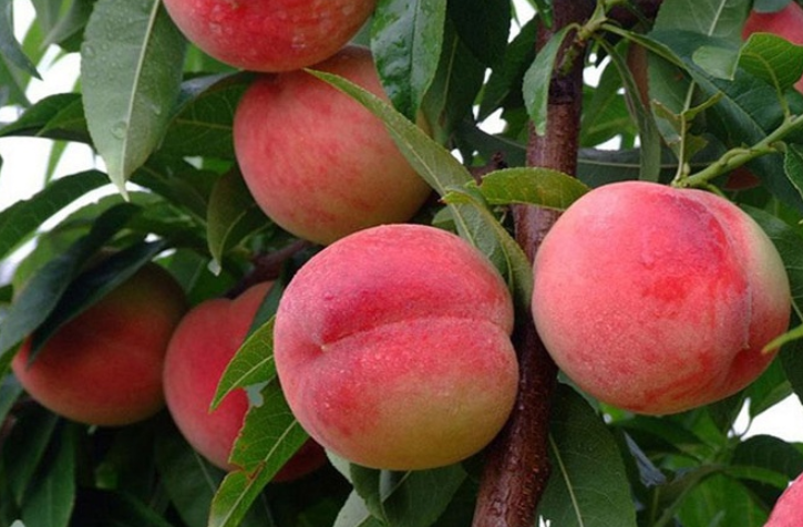 桃子成熟的季节是几月 (桃子的成熟季节和时间)