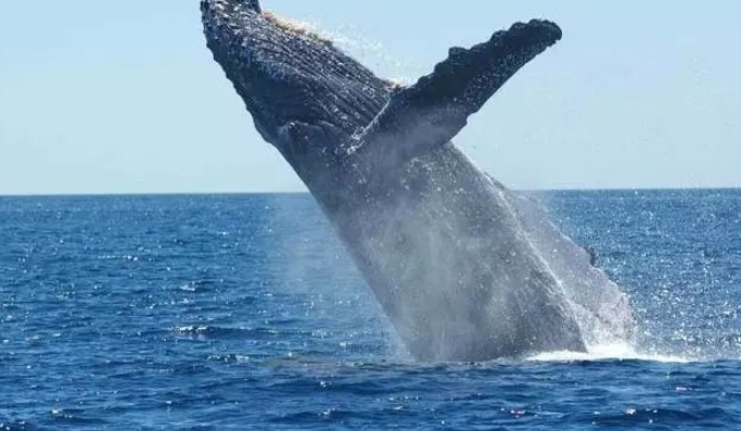 鲸鱼属于哺乳动物吗（详细论述鲸鱼的分类与特征）