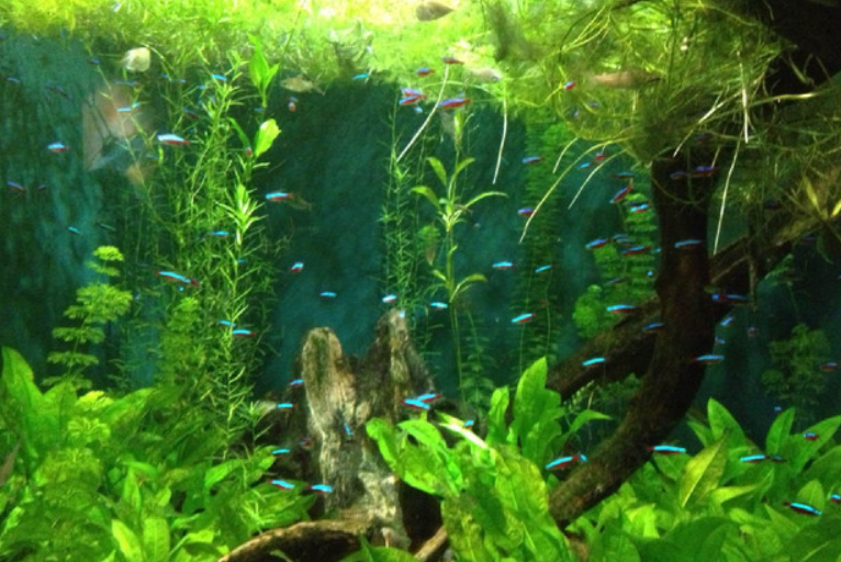 鱼缸壁上的绿藻怎么去除（介绍去除鱼缸壁上绿藻的方法）