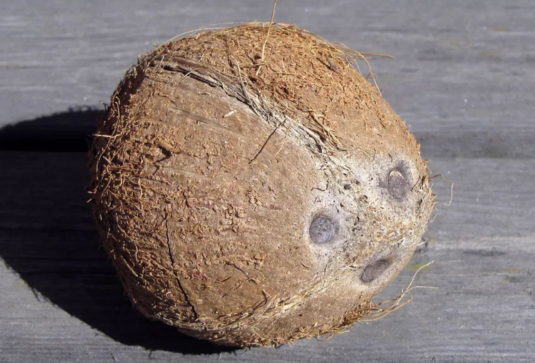 老椰子和青椰子的区别（老椰子与青椰子的外观与口感比较）