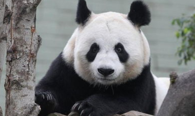 熊猫怀孕几个月生产（熊猫分娩周期及相关知识解析）